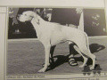 Pedigree DRAGO DEL BIONDO CAC BOBO CACIB Pedigree DRAGO DEL BIONDO CAC BOBO CACIB